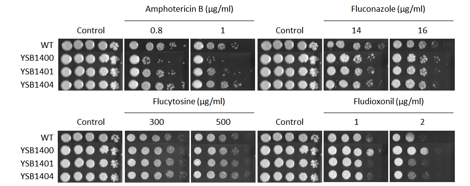 Antifungal drug susceptibility for CNAG_03132T0