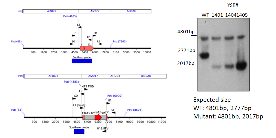 Gene disruption strategy for CNAG_03132T0