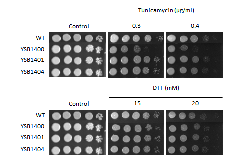 ER stress phenotype for CNAG_03132T0