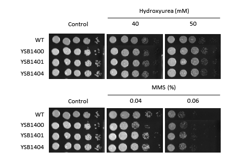 Genotoxic stress phenotype for CNAG_03132T0