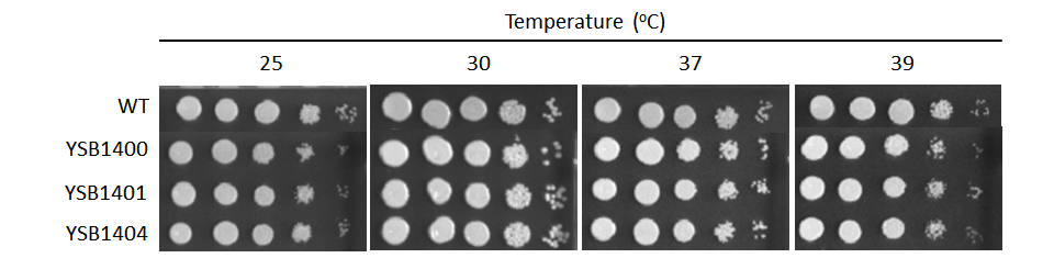 Growth phenotype for CNAG_03132T0