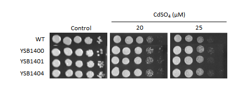 Heavy metal stress phenotype for CNAG_03132T0
