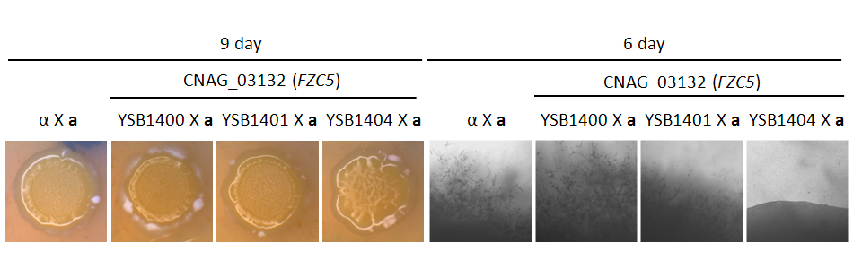 Mating phenotype for CNAG_03132T0