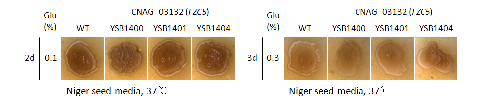 Melanin phenotype for CNAG_03132T0