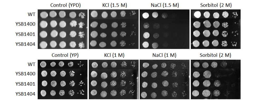 Osmotic stress phenotype for CNAG_03132T0