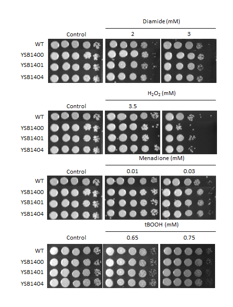 Oxidative stress phenotype for CNAG_03132T0