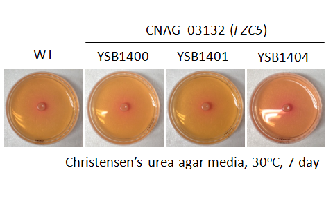 Urease phenotype for CNAG_03132T0