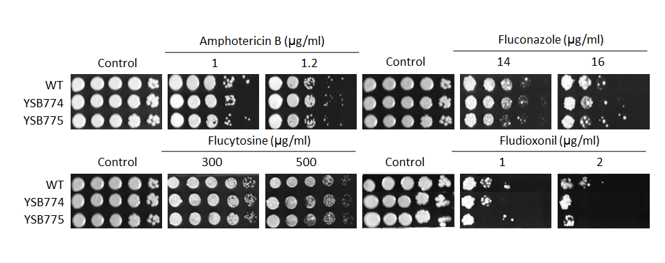 Antifungal drug susceptibility for CNAG_03183T0