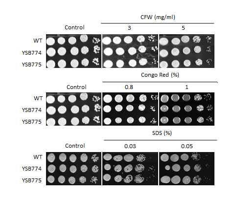 Cell wall stress phenotype for CNAG_03183T0
