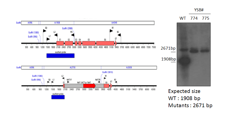 Gene disruption strategy for CNAG_03183T0