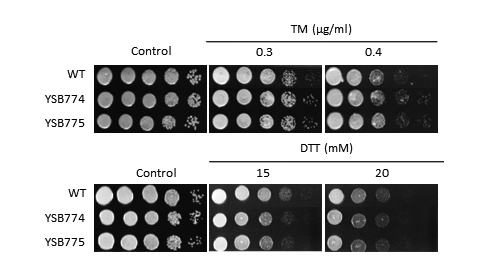 ER stress phenotype for CNAG_03183T0
