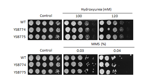 Genotoxic stress phenotype for CNAG_03183T0
