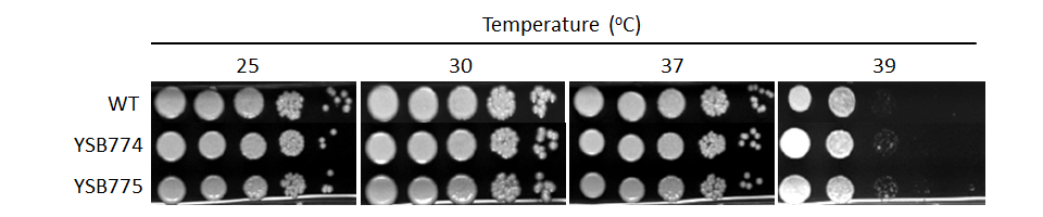 Growth phenotype for CNAG_03183T0