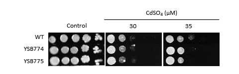 Heavy metal stress phenotype for CNAG_03183T0