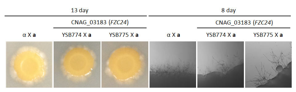 Mating phenotype for CNAG_03183T0