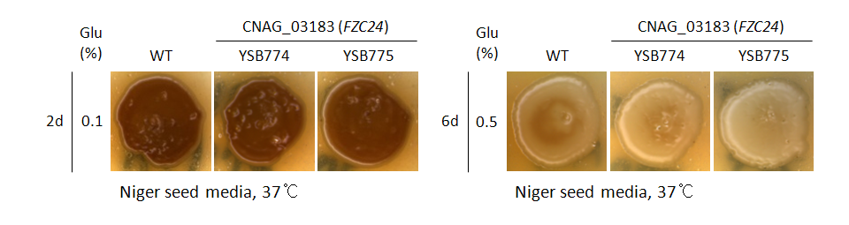 Melanin phenotype for CNAG_03183T0