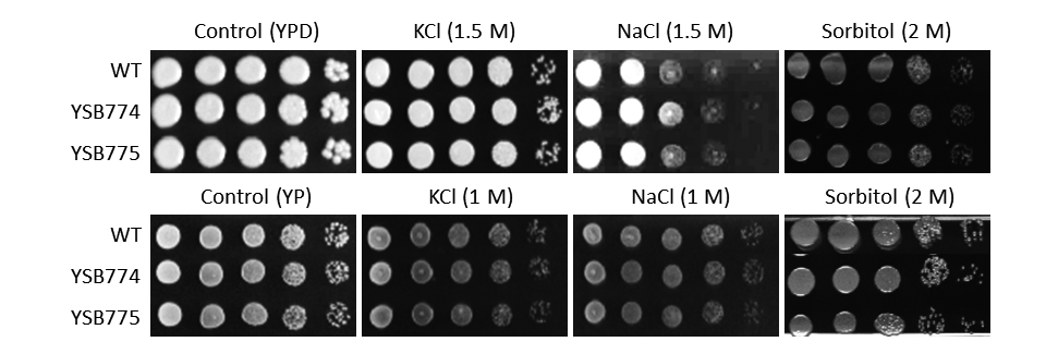 Osmotic stress phenotype for CNAG_03183T0