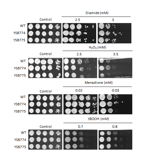 Oxidative stress phenotype for CNAG_03183T0