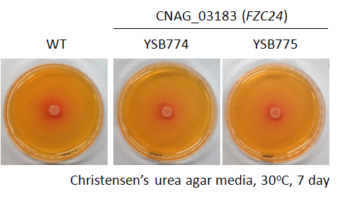 Urease phenotype for CNAG_03183T0