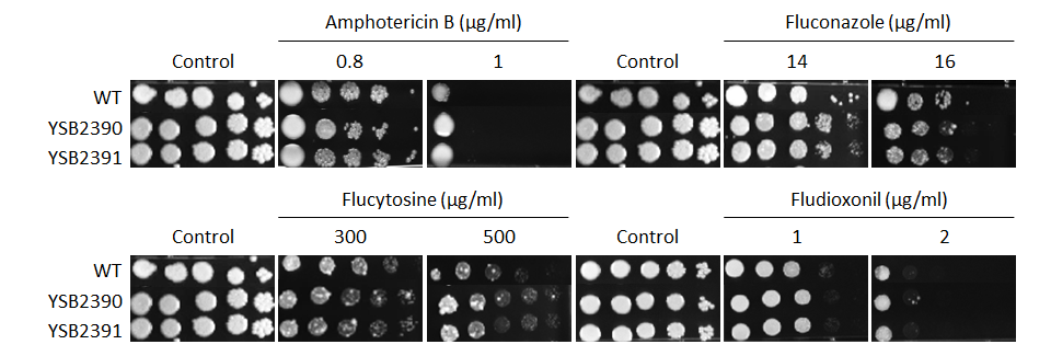 Antifungal drug susceptibility for CNAG_03212T0