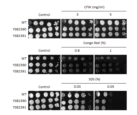Cell wall stress phenotype for CNAG_03212T0