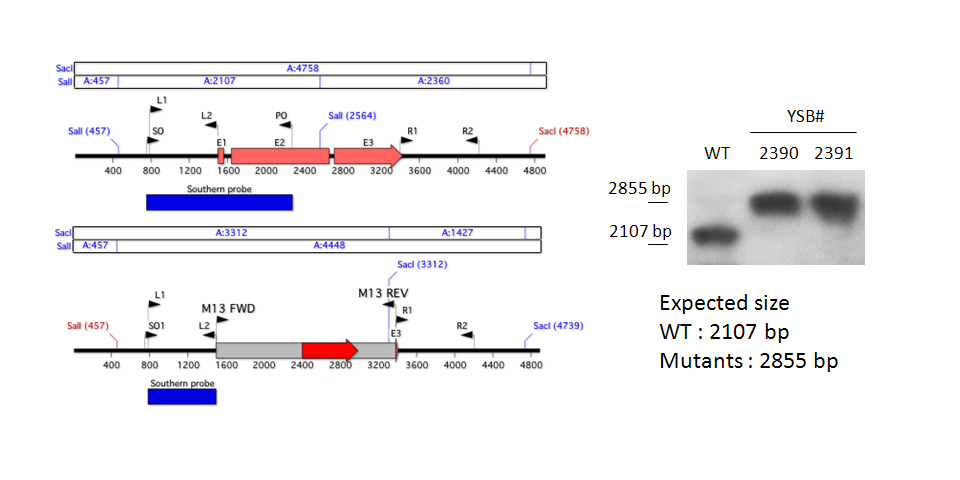 Gene disruption strategy for CNAG_03212T0