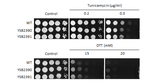 ER stress phenotype for CNAG_03212T0