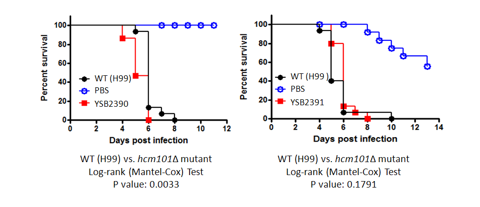 Galleria mellonella virulence data for CNAG_03212T0