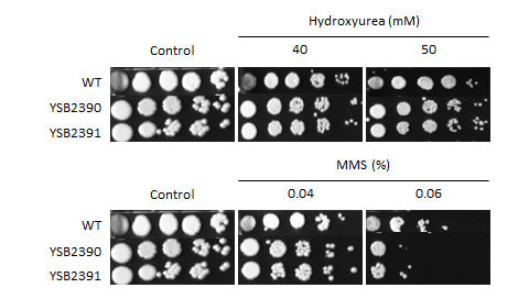 Genotoxic stress phenotype for CNAG_03212T0