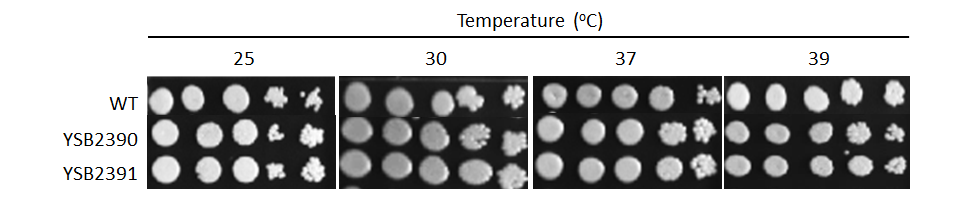 Growth phenotype for CNAG_03212T0