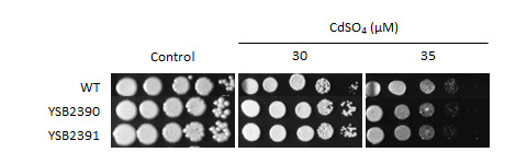 Heavy metal stress phenotype for CNAG_03212T0