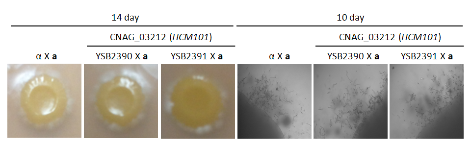 Mating phenotype for CNAG_03212T0