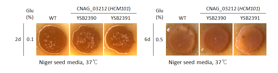 Melanin phenotype for CNAG_03212T0