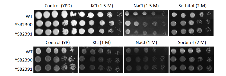 Osmotic stress phenotype for CNAG_03212T0
