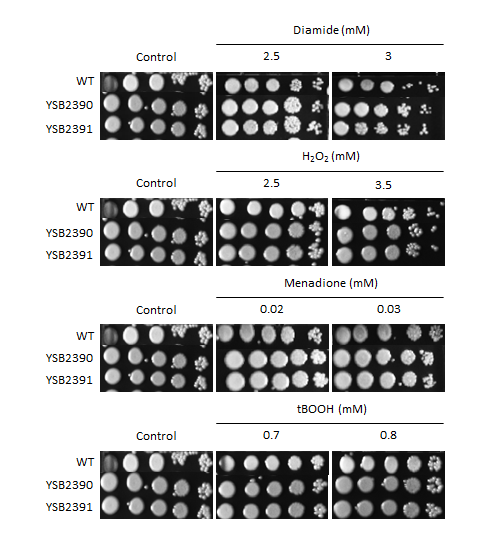 Oxidative stress phenotype for CNAG_03212T0