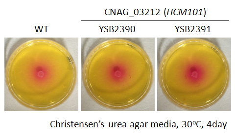 Urease phenotype for CNAG_03212T0