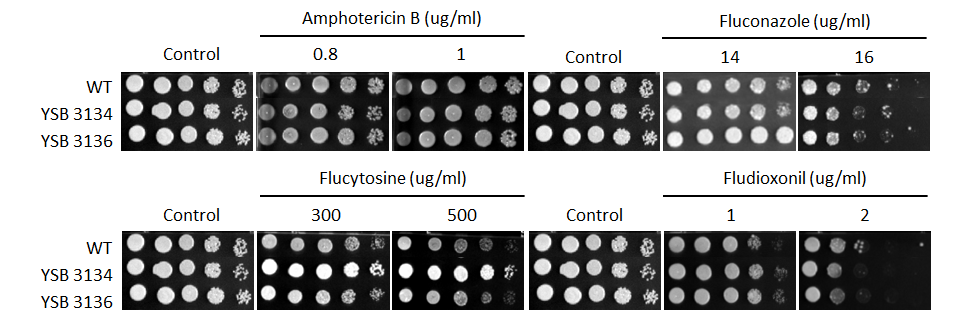 Antifungal drug susceptibility for CNAG_03229T0