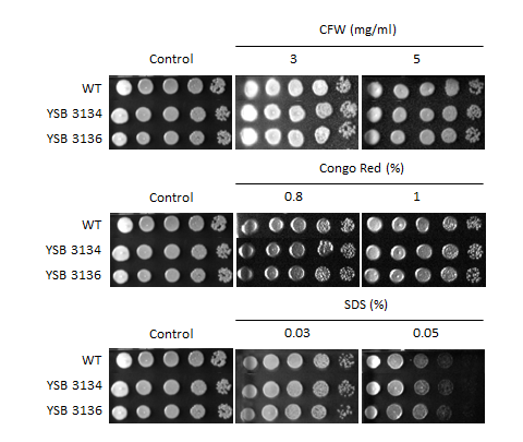 Cell wall stress phenotype for CNAG_03229T0