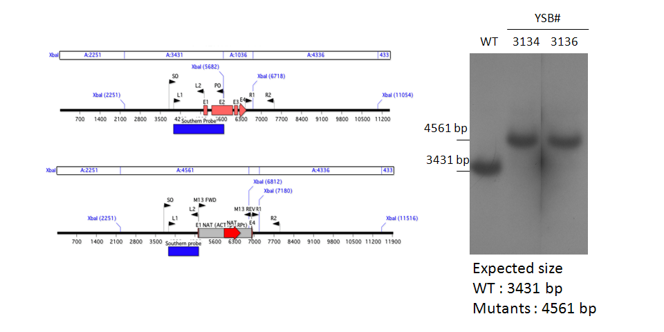 Gene disruption strategy for CNAG_03229T0