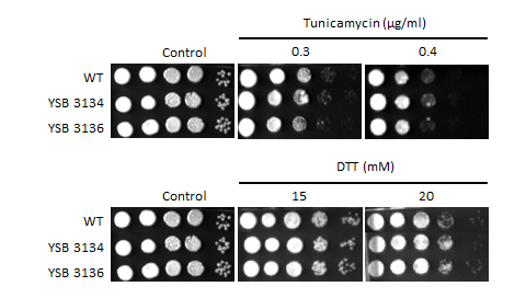 ER stress phenotype for CNAG_03229T0