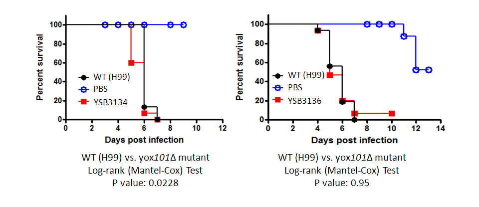 Galleria mellonella virulence data for CNAG_03229T0