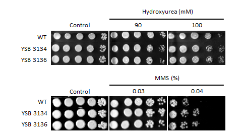 Genotoxic stress phenotype for CNAG_03229T0