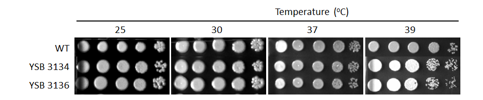Growth phenotype for CNAG_03229T0