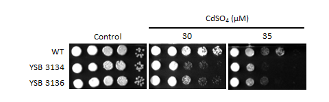 Heavy metal stress phenotype for CNAG_03229T0