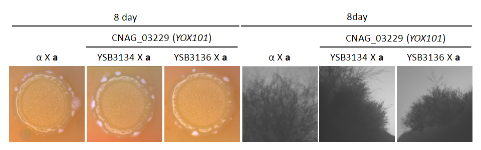 Mating phenotype for CNAG_03229T0