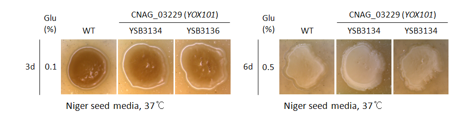Melanin phenotype for CNAG_03229T0