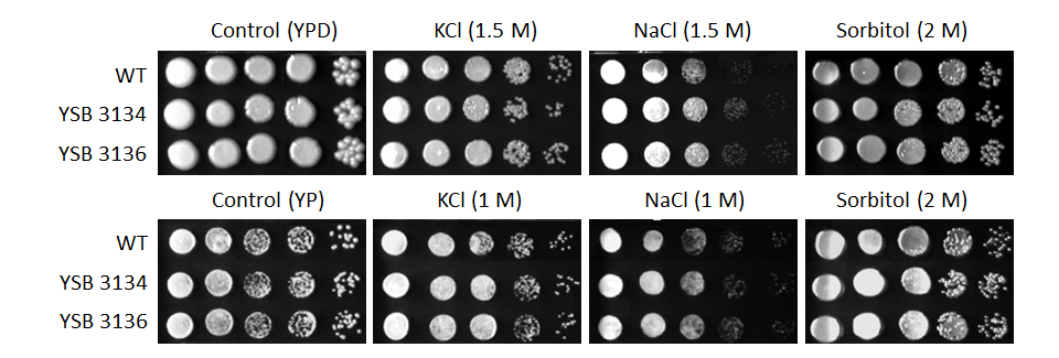 Osmotic stress phenotype for CNAG_03229T0