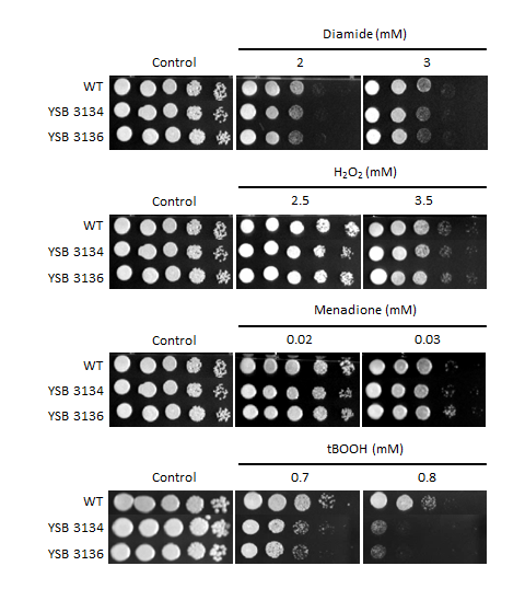 Oxidative stress phenotype for CNAG_03229T0
