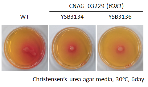 Urease phenotype for CNAG_03229T0
