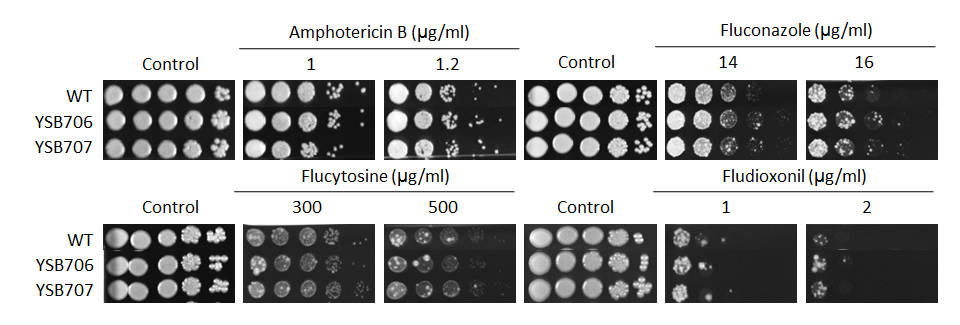 Antifungal drug susceptibility for CNAG_03279T0